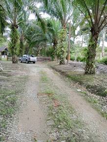Tanah Pertanian 3.88 Ekar Sawit Rezab Melayu Sri Gunung Pulai 