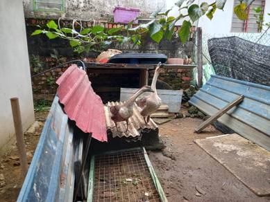 Angsa kelabu matang sepasang