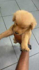 GOLDEN RETRIEVER Gred AAA
