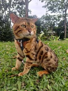 Bengal cat 
