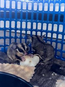 Sugar glider