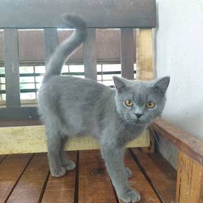 Bsh 