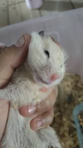 smol hamster