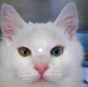 kucing ajaib 