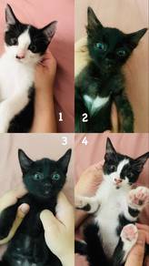Kittens for adoption 🐱