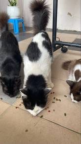 kucing kembar jantan