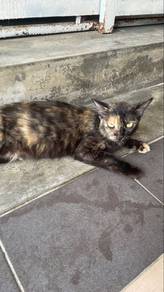Ibu kucing
