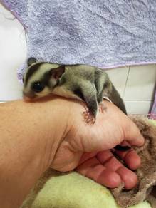 Sugar Glider