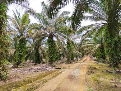 Pekan nenas Johor 9ACRE @ agriculture land For Sale @  zoning INDUSTR