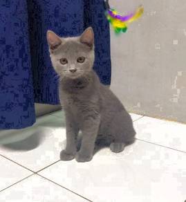 British shorthair kittens bsh