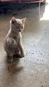 British shorthair kittens bsh