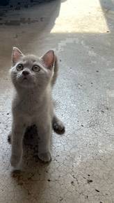 British shorthair kittens bsh