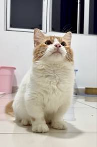 Munchkin Bi-Color