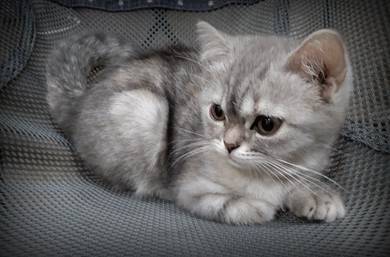 BSH Female Kitten