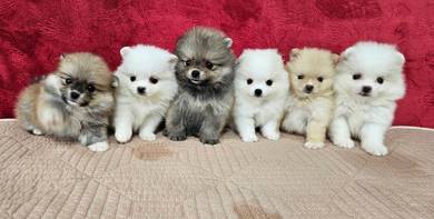 teddy bear Pomerinian 