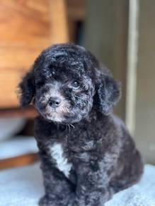Silver poodle puppies 