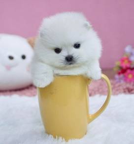 Teacup Pomeranian puppies 