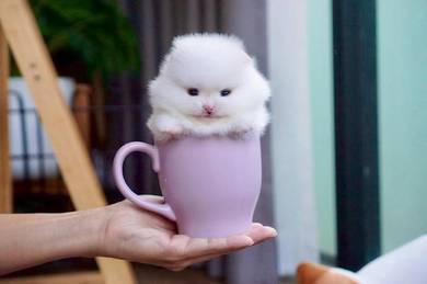 teacup Pomeranian puppies 