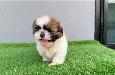Shih Tzu puppy 