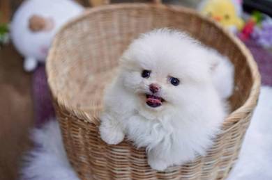 snow white Pomeranian 