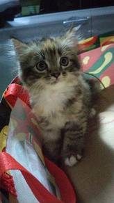 Kucing Parsi Comel manja untuk dilepaskan 