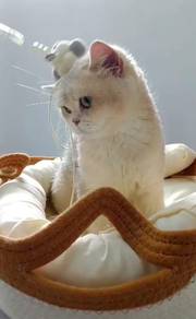 British shorthair female bsh cy11