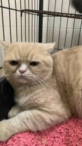 Mixed BSH OYEN