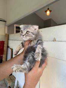 Mixed Scottish Fold 