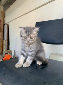 Female Tabby Kitten 