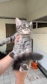 Male Tabby Kitten 