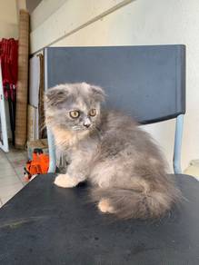 DHL Female kitten 