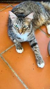 adoption kucing for free !!