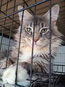 mainecoon