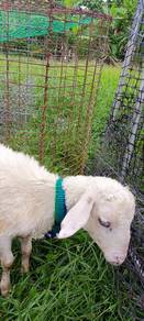 kambing anak biri-biri