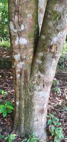 Pokok karas @ gaharu matang untuk dijual