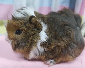 Guinea pig