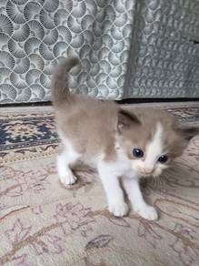 Anak Kucing untuk Dijual