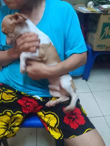 Chihuahua Male Stud