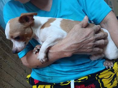 Cute Male Chihuahua