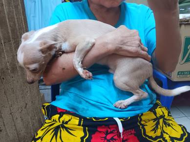 Lovable Cute Chihuahua
