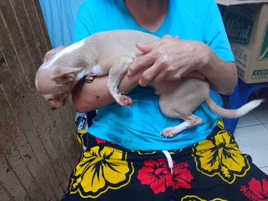Lovable Cute Chihuahua