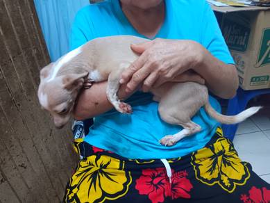 Lovable Cute Chihuahua