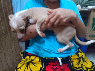 Lovable Cute Chihuahua