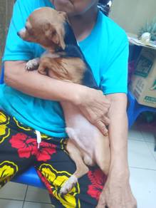 Cute Male Chihuahua