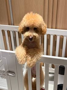 Toy Poodle