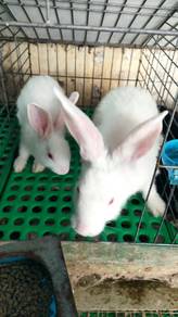 Arnab pedaging New Zealand white jantan anak muda