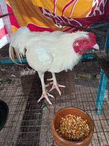 ayam