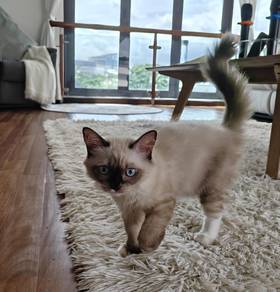 Ragdoll Babies