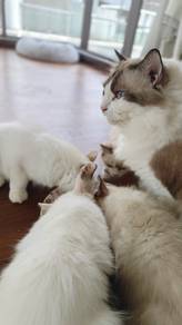 Ragdoll Babies