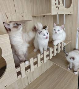 Ragdoll Babies